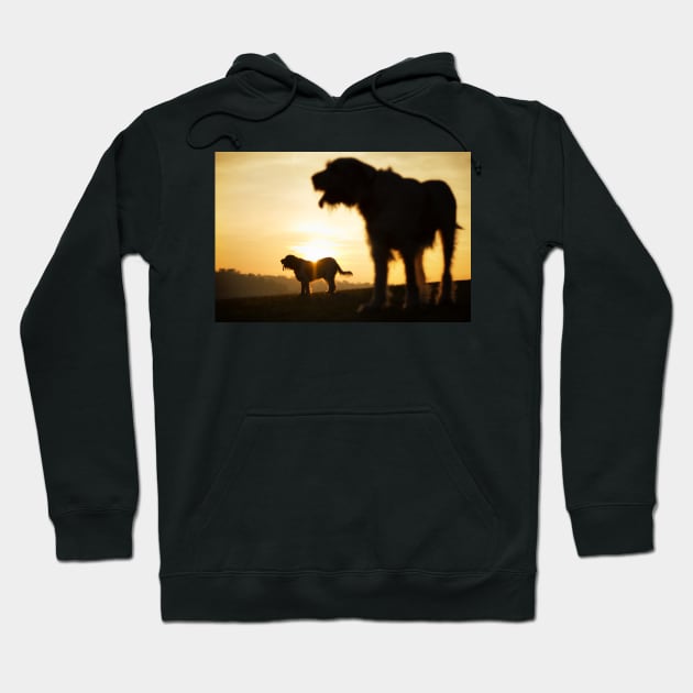 Italian Spinone Silhouettes Hoodie by heidiannemorris